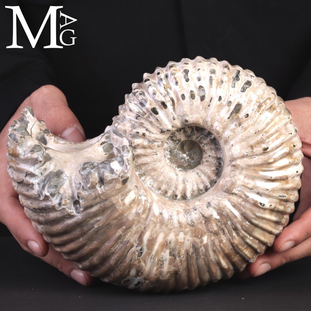 Vakkert ammonittfossil - Fossilt fragment - Ammonite Douvilleiceras Mammillatum – Madagascar - 210 mm - 165 mm #1.0