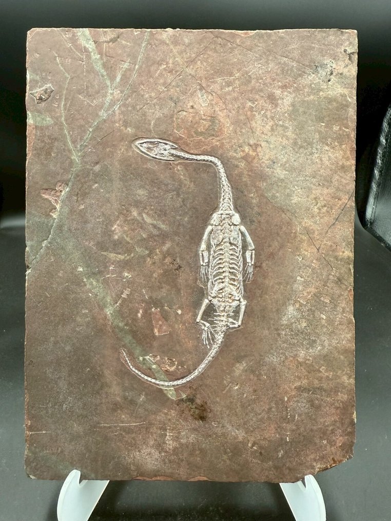 Fossilplattenmatrix - Keichousaurus sp. - 24 cm - 17.5 cm #1.0