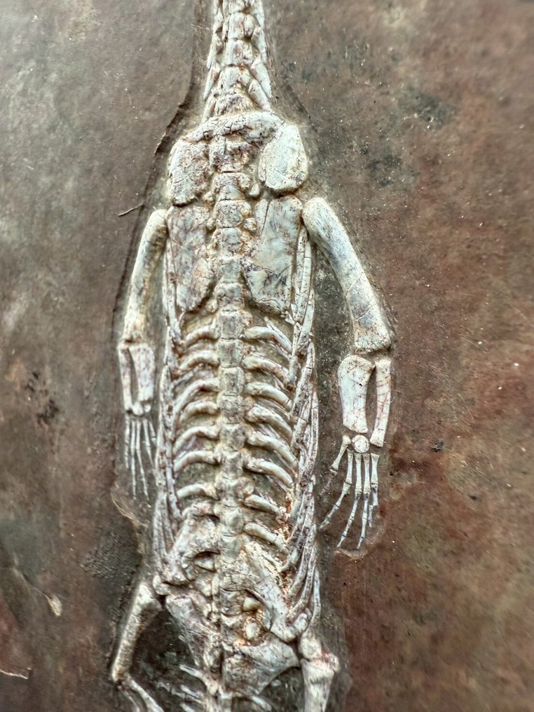 Fossilplattenmatrix - Keichousaurus sp. - 24 cm - 17.5 cm #4.3