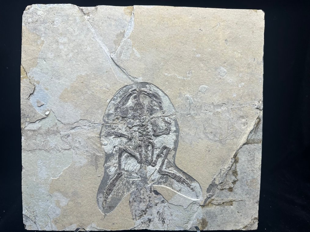 Matriz fóssil - Callobatrachus sanyanensis - 29 cm - 31 cm #1.0