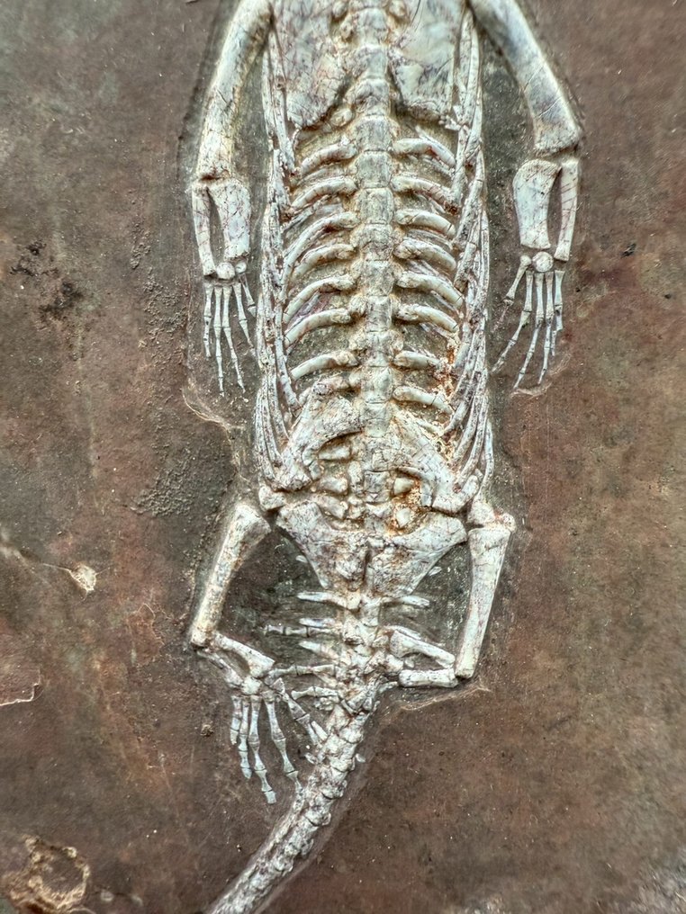 Fossilplattenmatrix - Keichousaurus sp. - 24 cm - 17.5 cm #3.2