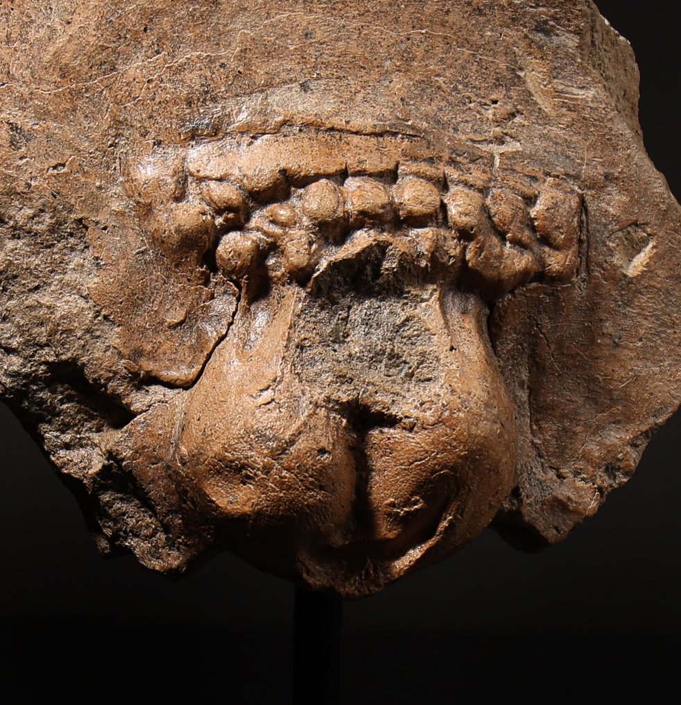 Etrusk fragment męskiego obszaru genitalnego - 16.5 cm #2.1