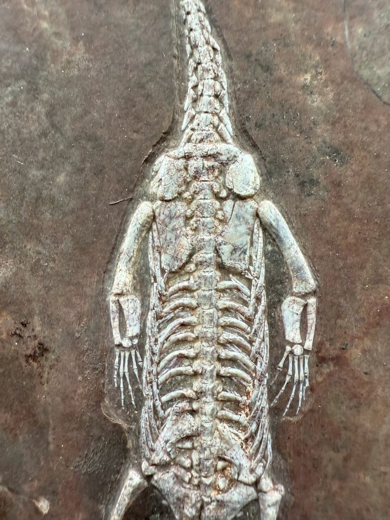 Fossilplattenmatrix - Keichousaurus sp. - 24 cm - 17.5 cm #2.1