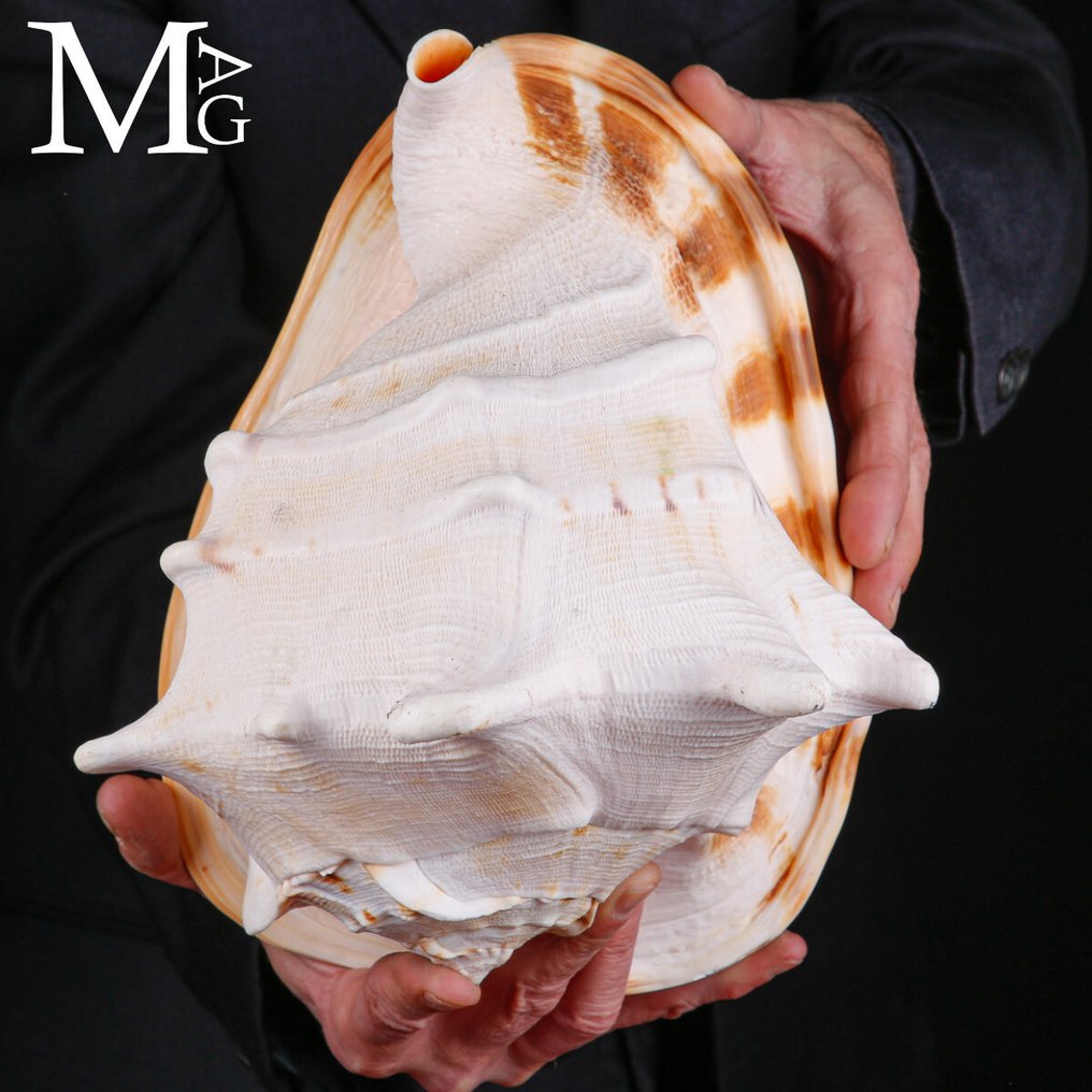 大型海洋贝壳完美自然的优雅 貝殼 - Cassis cornuta – XL specimen of 279 mm #3.2