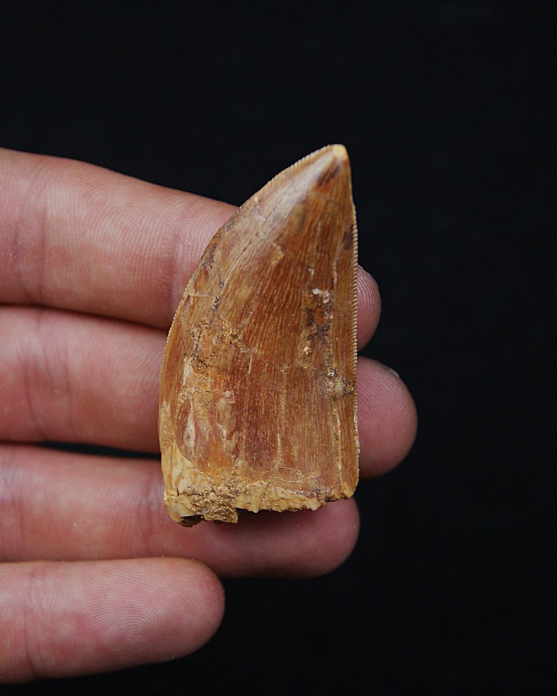 Dinosaur - Fossil tooth - Carcharodontosaurus saharicus #3.2