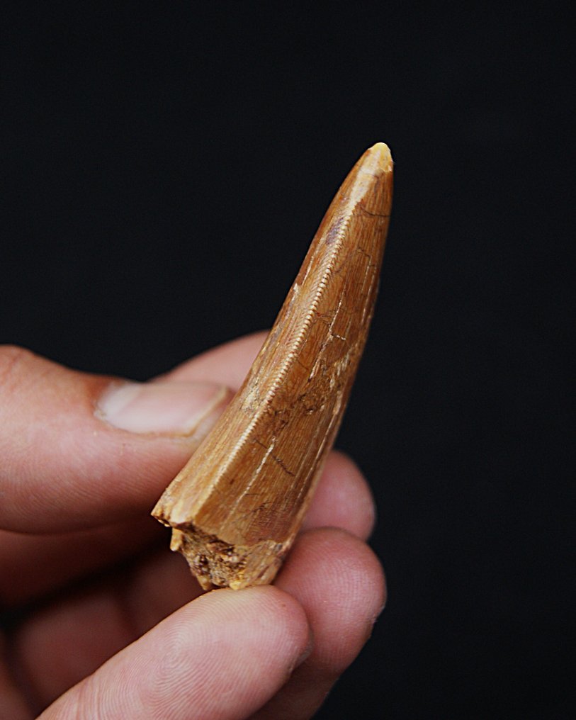 Dinosaur - Fossil tooth - Carcharodontosaurus saharicus #4.3