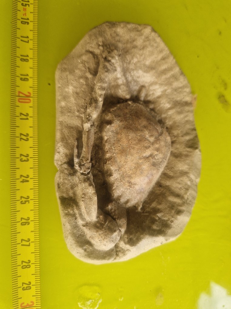 Fossil Carapace - Carcionoplaxlongimanus - 4 cm - 12 cm - 10 cm #1.0
