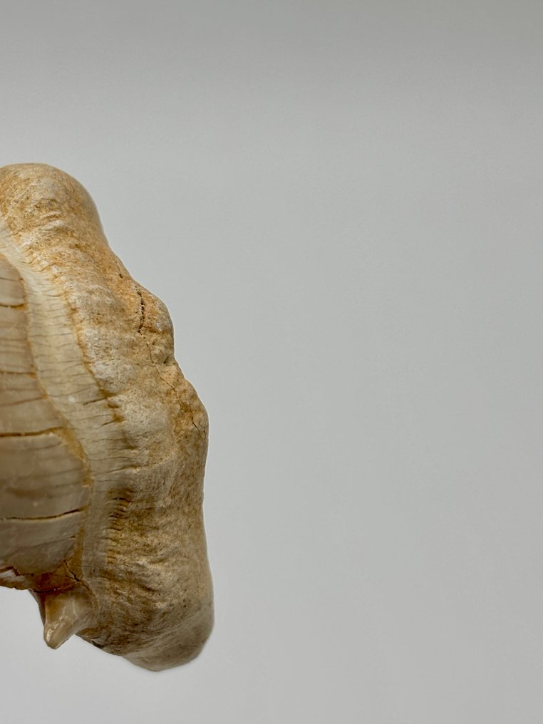 Οτόδους Ομπλικούς - Απολιθωμένα δόντια - 3.5 in #3.2