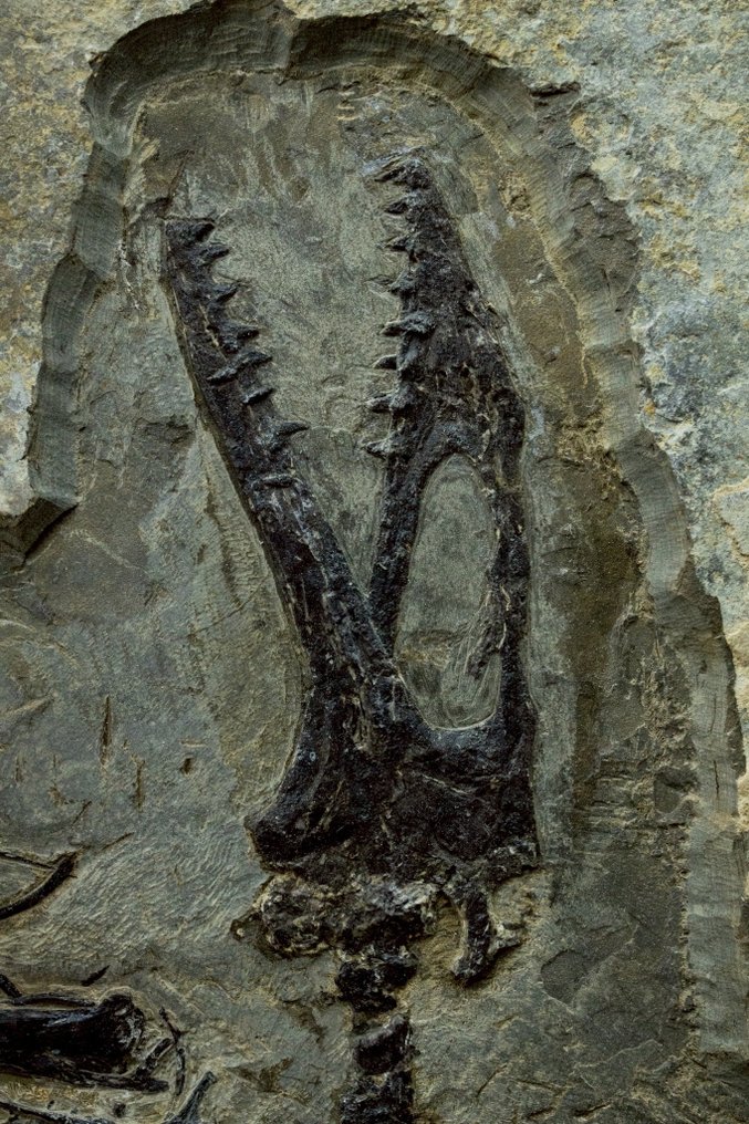 Matriz fóssil - Anchiornis - 53 cm - 49.5 cm #1.0