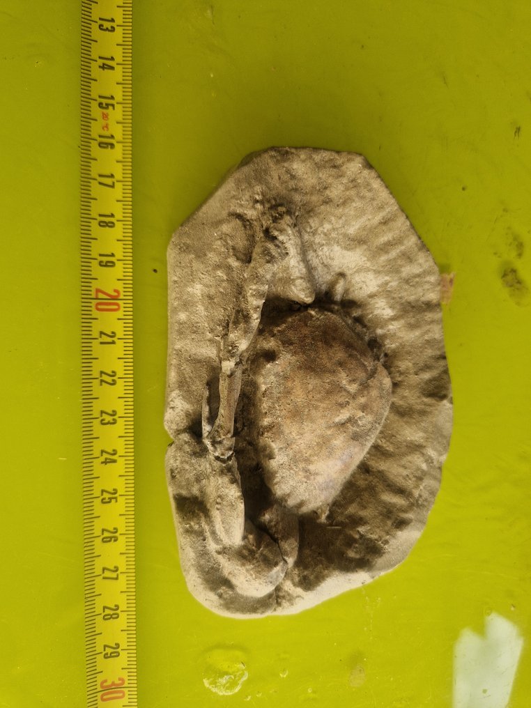Fossil Carapace - Carcionoplaxlongimanus - 4 cm - 12 cm - 10 cm #1.0