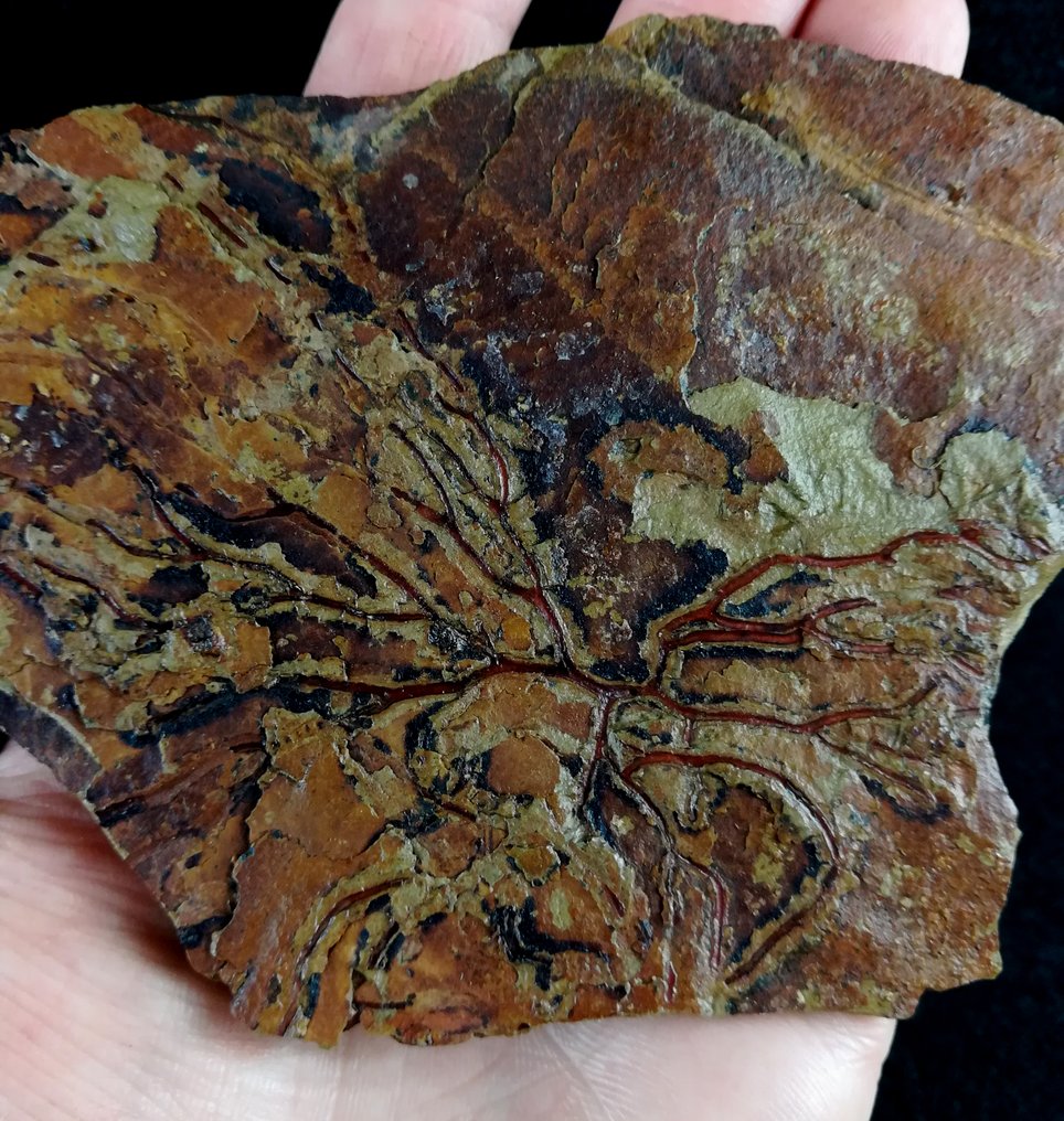 Spektakuläre Graptolithen mit außergewöhnlicher Erhaltung!!! - Tierfossil - Paradelograptus norvegicus (Monsen, 1937) - 15 cm - 12 cm #2.1