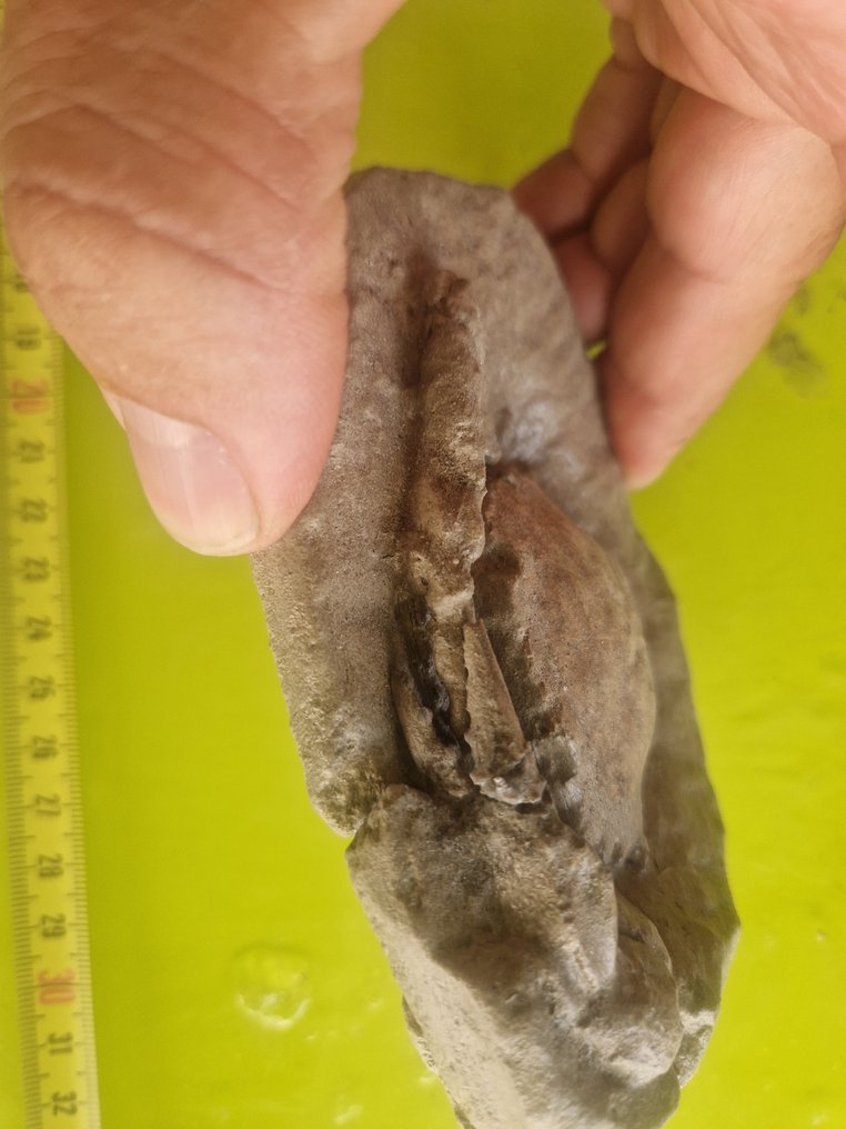 Fossil Carapace - Carcionoplaxlongimanus - 4 cm - 12 cm - 10 cm #2.1