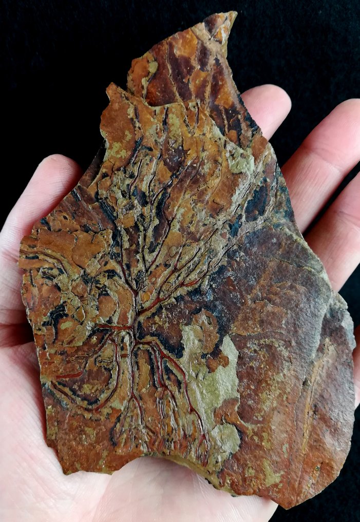 Spektakuläre Graptolithen mit außergewöhnlicher Erhaltung!!! - Tierfossil - Paradelograptus norvegicus (Monsen, 1937) - 15 cm - 12 cm #1.0