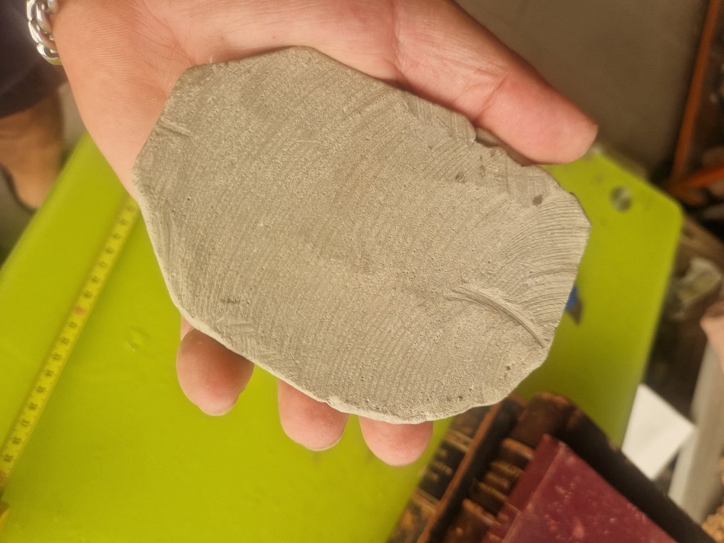 Fossil Carapace - Carcionoplaxlongimanus - 4 cm - 12 cm - 10 cm #3.2