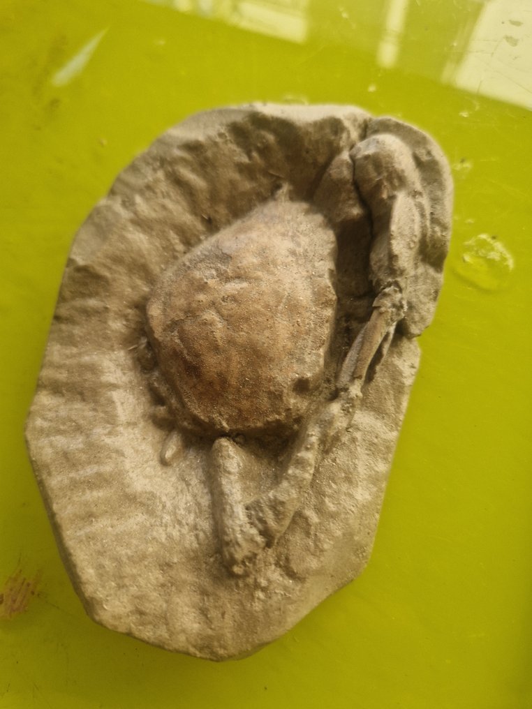 Fossil Carapace - Carcionoplaxlongimanus - 4 cm - 12 cm - 10 cm #4.3