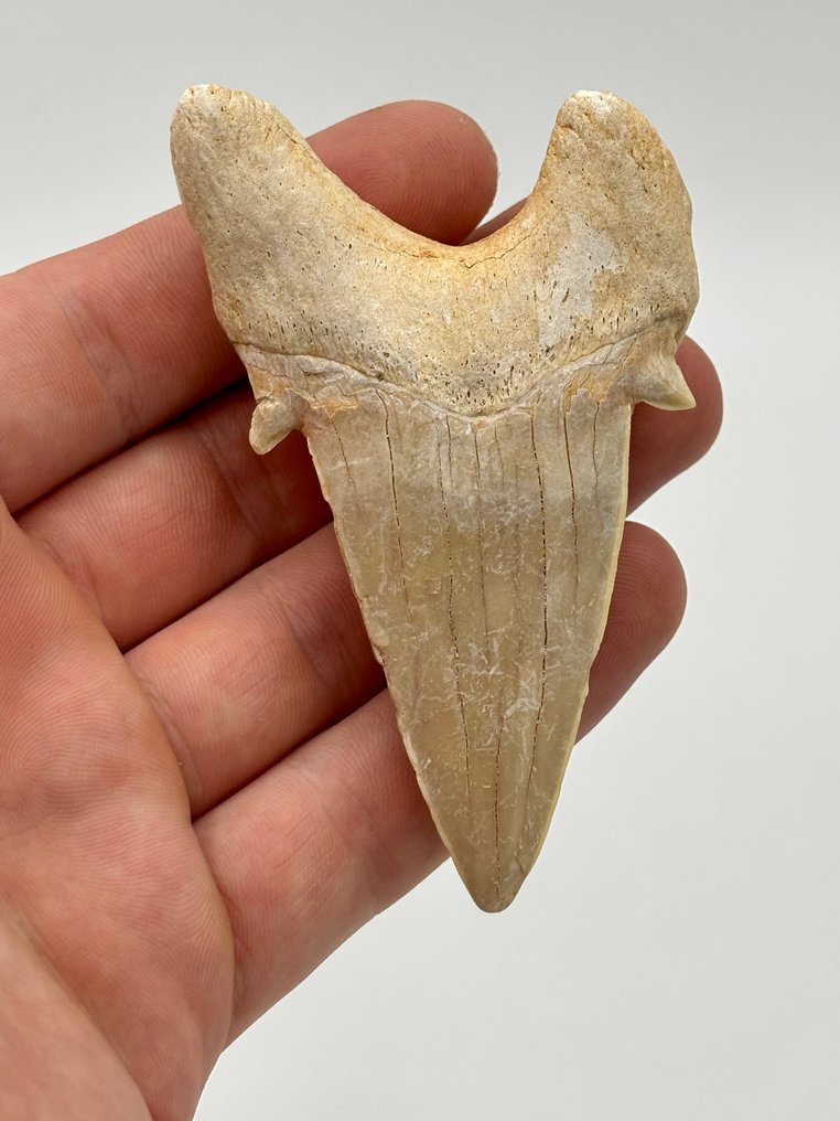 Οτόδους Ομπλικούς - Απολιθωμένα δόντια - 3.5 in #1.0