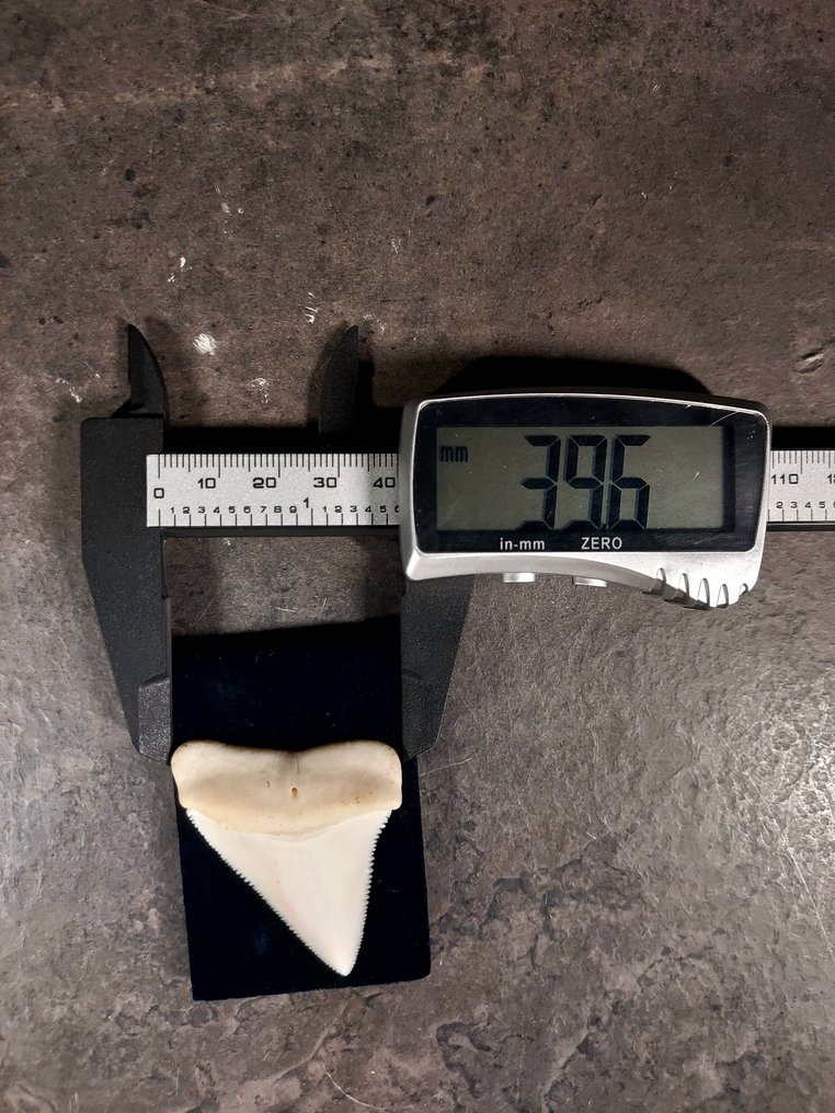 Grande squalo bianco Allestimento tassidermico a corpo intero - EU ONLY - Carcharodon carcharias - with proof of legal origin - 50.8 mm - 39.6 mm - 0 mm - CITES Appendica II - Allegato B nell'UE - 1 #3.2