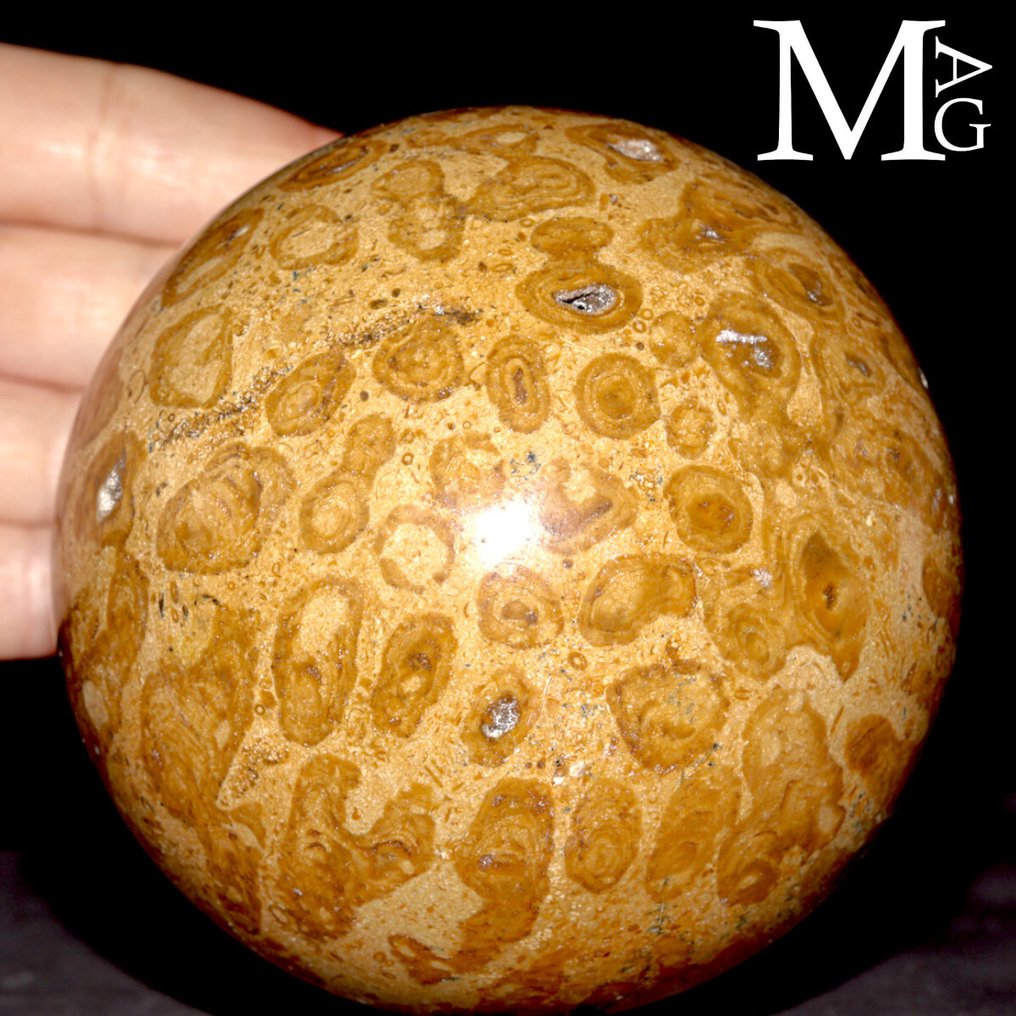 Fossilkoralldusker Fossil kule i Madreporic korall – Madagaskar - Høyde: 96 mm - Bredde: 96 mm- 1218 g #1.0