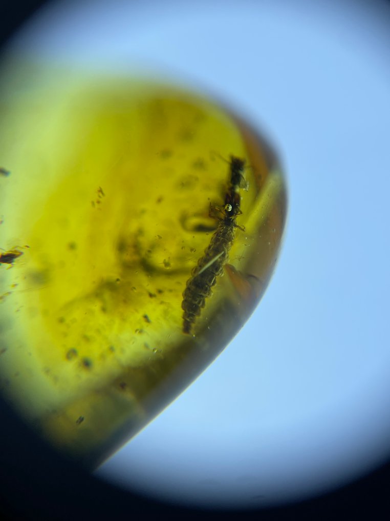Rav - Rav - Very clear beetle larvae , Burmese Amber, Insect Amber (Ingen mindstepris) #3.2