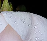 Diane Pfister - Crown Estate Collection No.34 #1.0