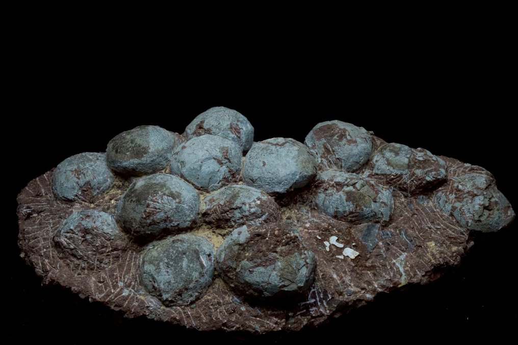 Dinosaur - Fossilised egg - Hadrosaurus or Therizinosaurus - 66 cm - 36 cm #1.0