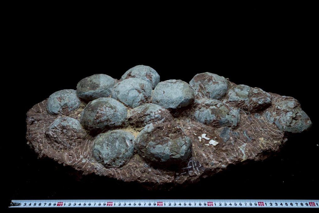 Dinosaur - Fossilised egg - Hadrosaurus or Therizinosaurus - 66 cm - 36 cm #1.0