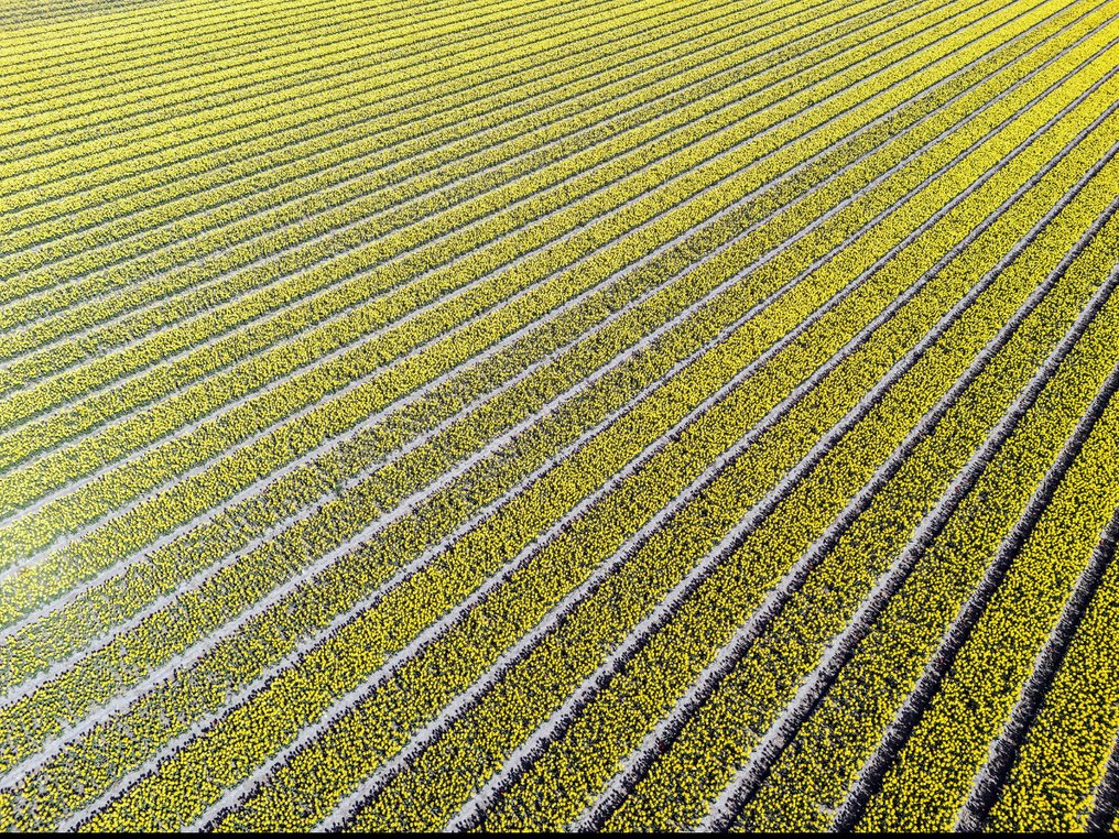 Fabio Accorrà - The yellow #1.0