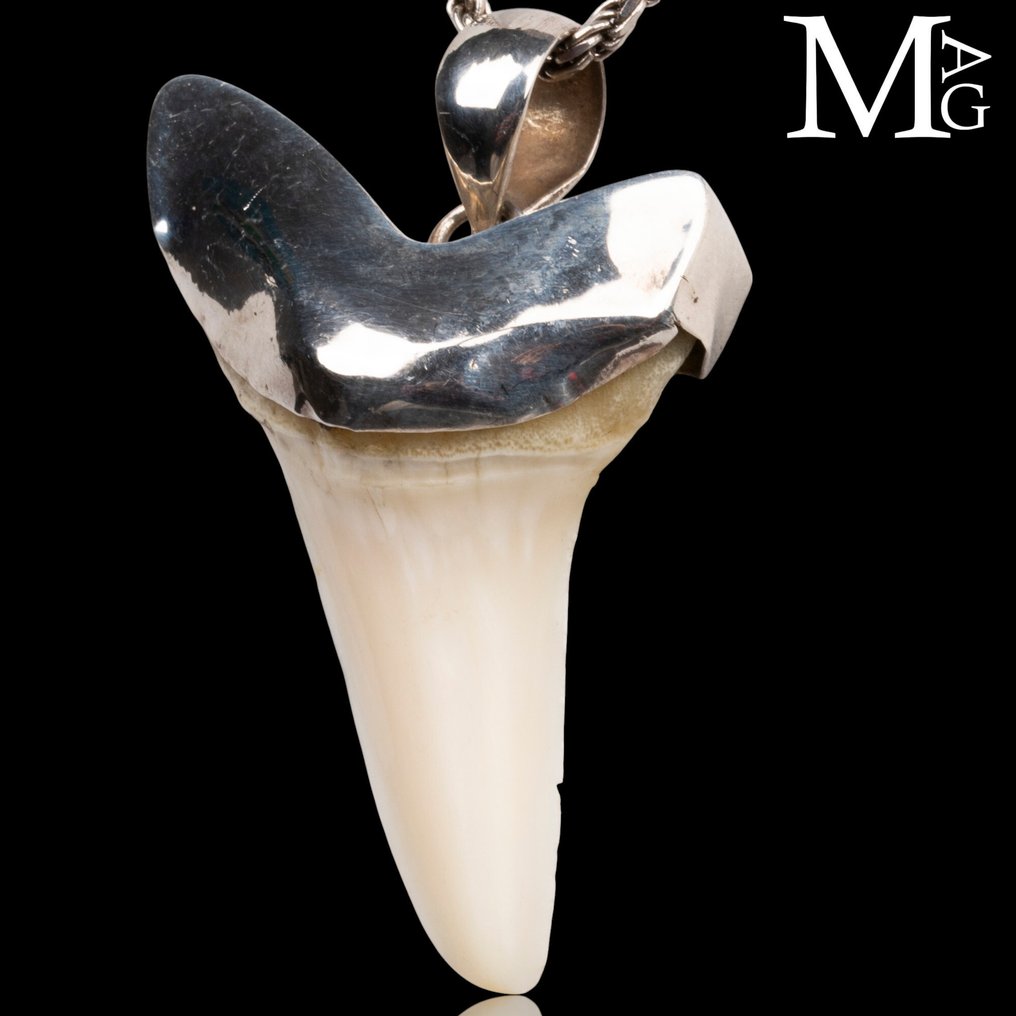 Καρχαρίας Σετ δοντιών - Carcharhinus leucas - 40 mm - 28.5 mm - 10 mm- Παράρτημα ΙΙ του  CITES - Παράρτημα Β στην ΕΕ -  (1) #2.1