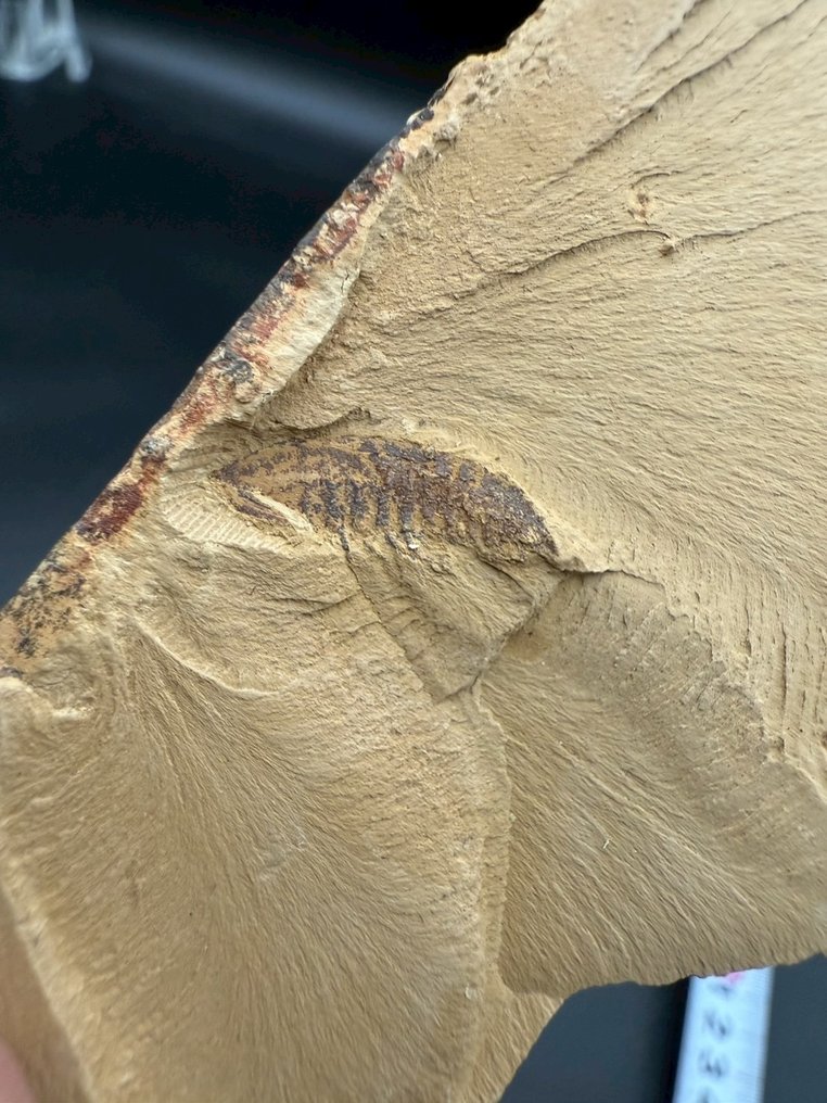 Fossil - Fossil matris på platta - Leanchoilia illecebrosa - 7.5 cm - 5 cm  (Utan reservationspris) #1.0