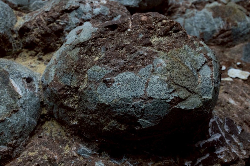 Dinosaur - Fossilised egg - Hadrosaurus or Therizinosaurus - 66 cm - 36 cm #2.1