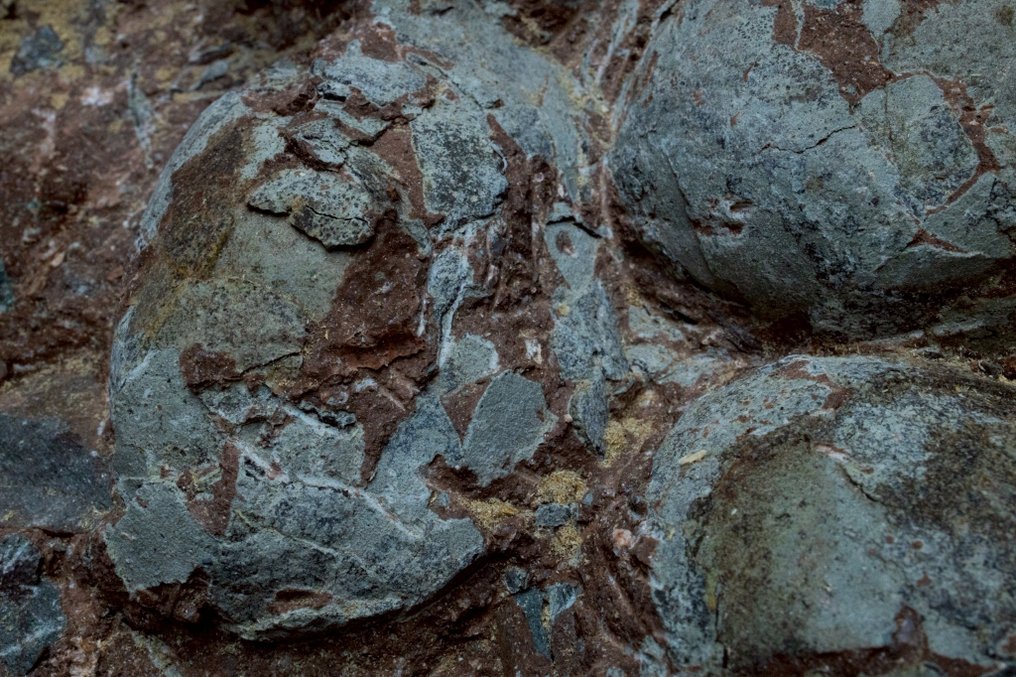 Dinosaur - Fossilised egg - Hadrosaurus or Therizinosaurus - 66 cm - 36 cm #3.2