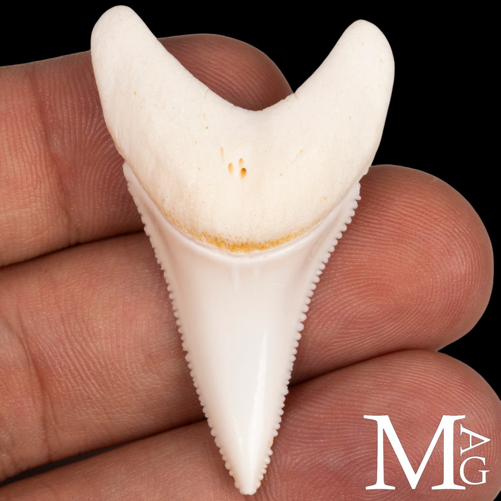 Haj Tandsæt - Carcharodon Carcharias - 51 mm - 49 mm - 30 mm- CITES tillæg II - Bilag B i EU - (1) #2.1