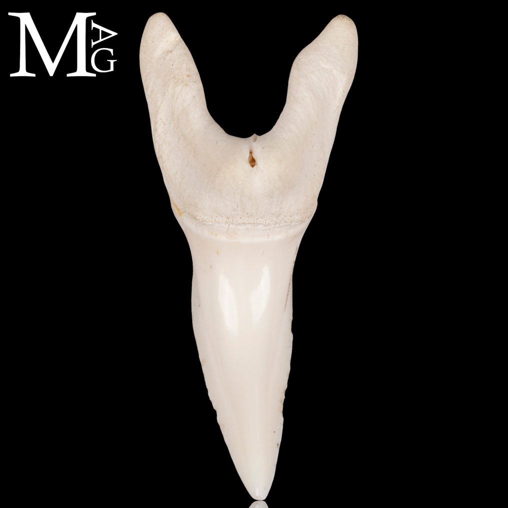 Rekin Zestaw zębów - Isurus oxyrinchus - 46 mm - 20 mm - 14 mm- CITES - załącznik II - B w UE #3.2