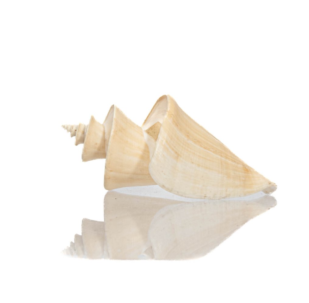 lumaca collezionista Thatcheria mirabilis - Altezza: 7.7 cm- 45 g - (1) #2.1