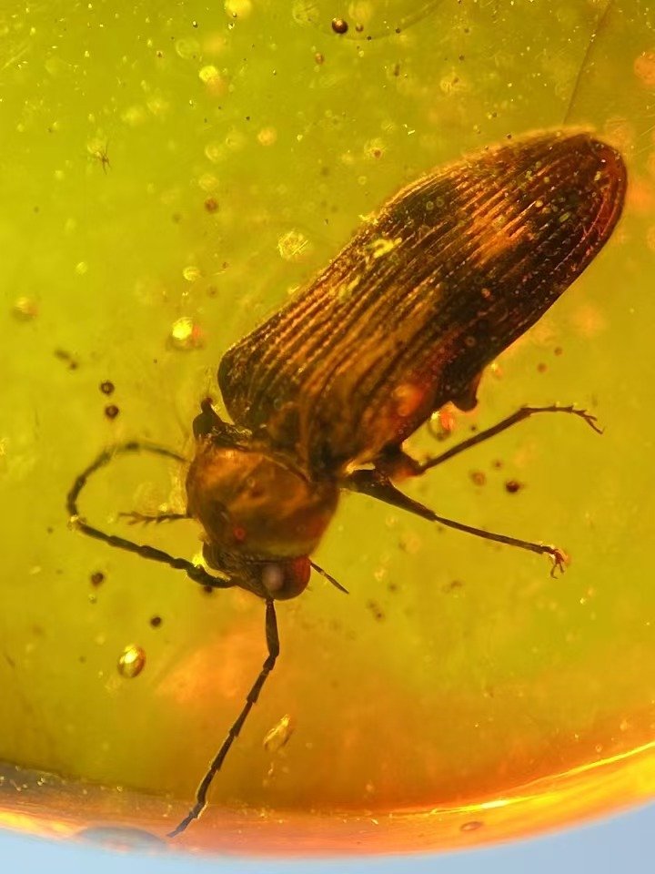 B - Cerambycidae - 35 mm - 23.5 mm #2.1