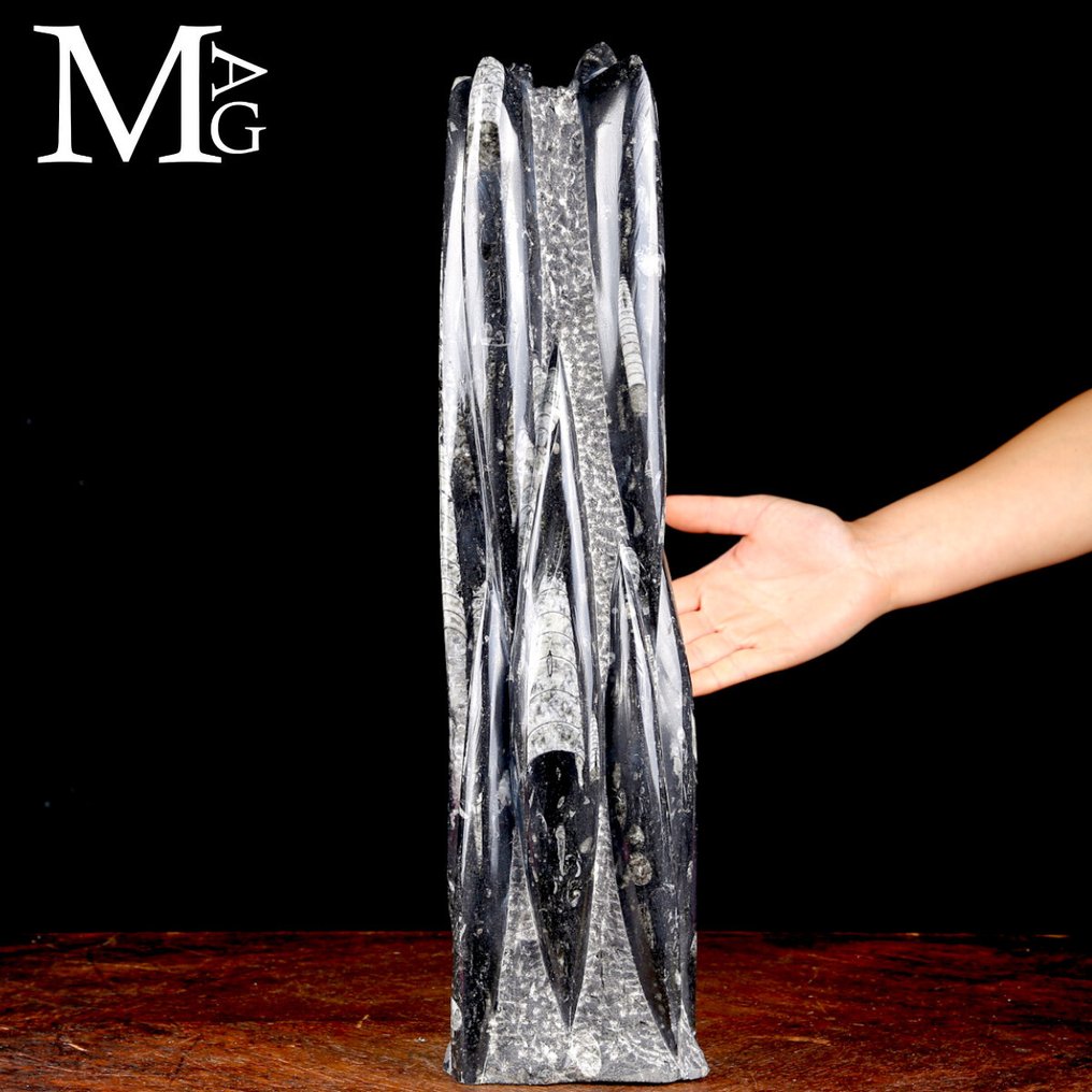 Turnul fosil Orthoceras Sculptură realizată dintr-un bloc compact de rocă fosiferă - Înălțime: 473 mm - Lățime: 117 mm- 6682 g #1.0