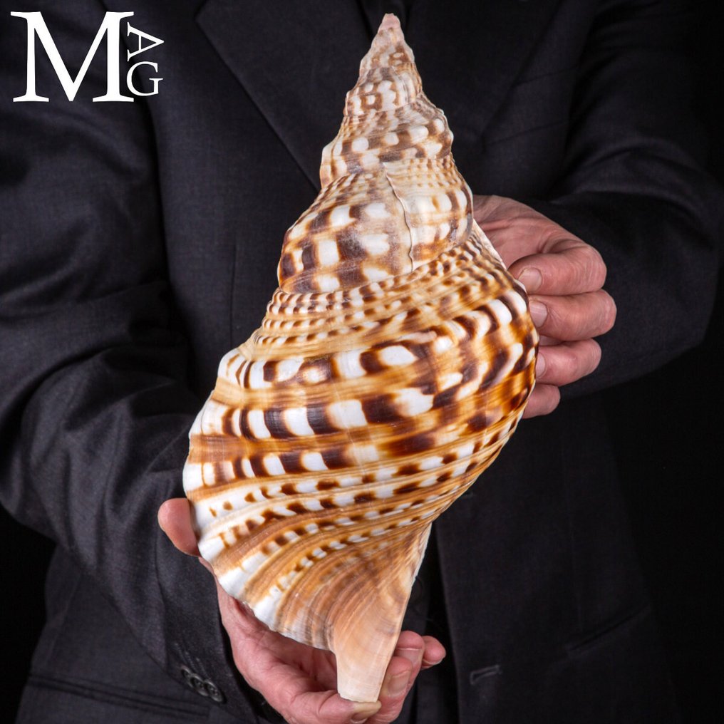 Εξαιρετικός λαμπάς Χαρονίας, εντυπωσιακός 305 mm Χαρόνια Λάμπας – Σικελία - Ύψος: 305 mm - Πλάτος: 159 mm- 505 g #1.0