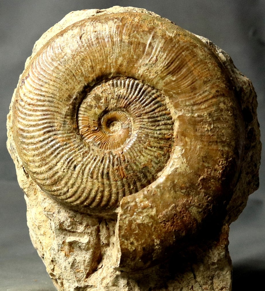 Un exemplar mare - Ammonit fin cu conservare a cochiliei - Pe o piatră autoportantă - Animale fosilizate - Pseudogrammoceras fallaciosum - 14 cm #1.0