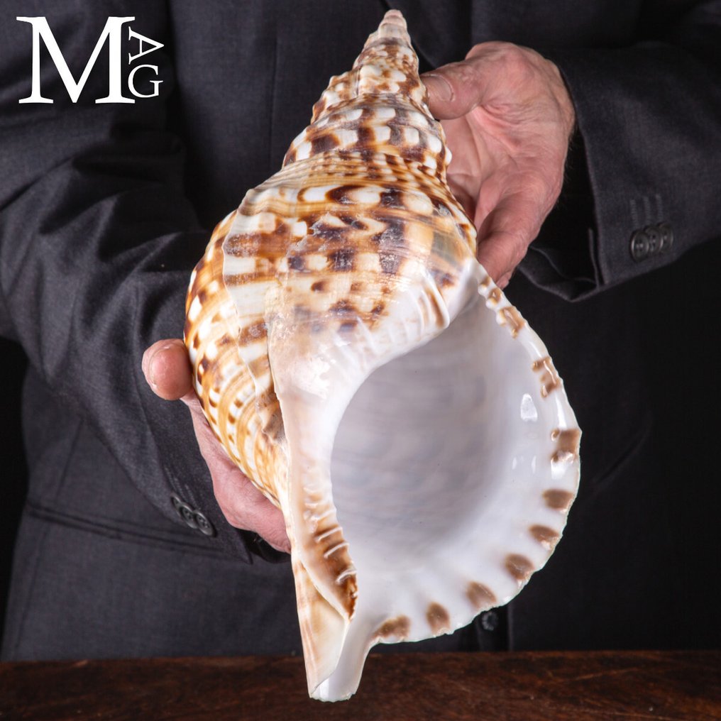 Εξαιρετικός λαμπάς Χαρονίας, εντυπωσιακός 305 mm Χαρόνια Λάμπας – Σικελία - Ύψος: 305 mm - Πλάτος: 159 mm- 505 g #2.1