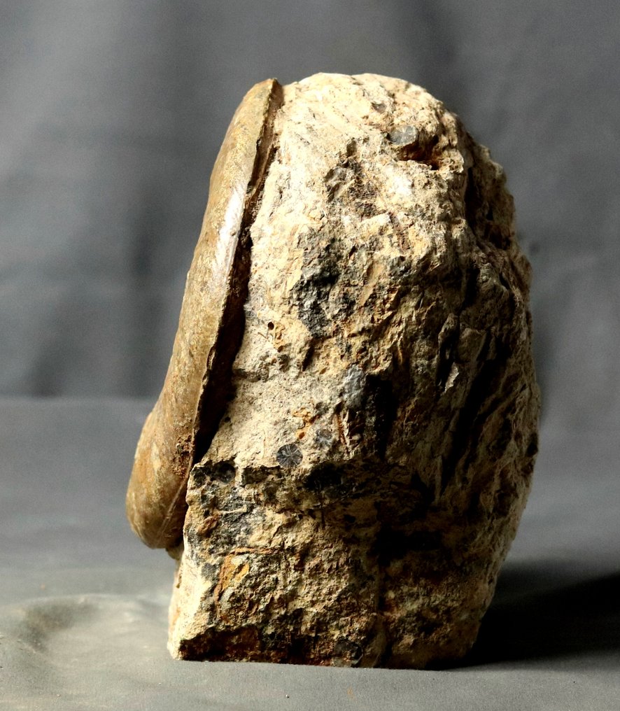 Un exemplar mare - Ammonit fin cu conservare a cochiliei - Pe o piatră autoportantă - Animale fosilizate - Pseudogrammoceras fallaciosum - 14 cm #3.2