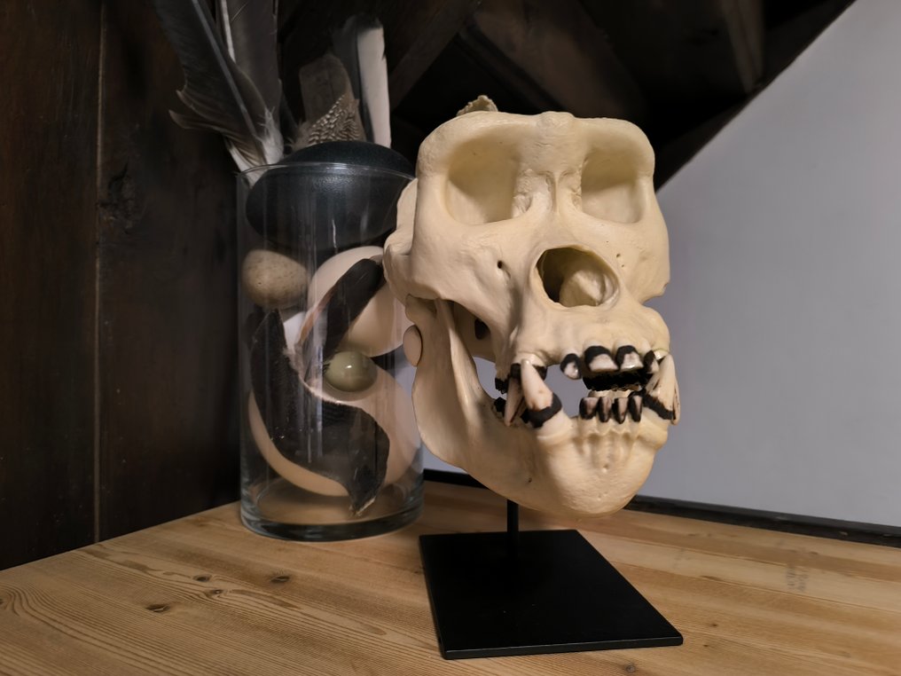 Gorilla Skull - Gorila gorilla - 24.7 cm - 17.5 cm - 29.5 cm- Réplique en résine -  (1) #1.0