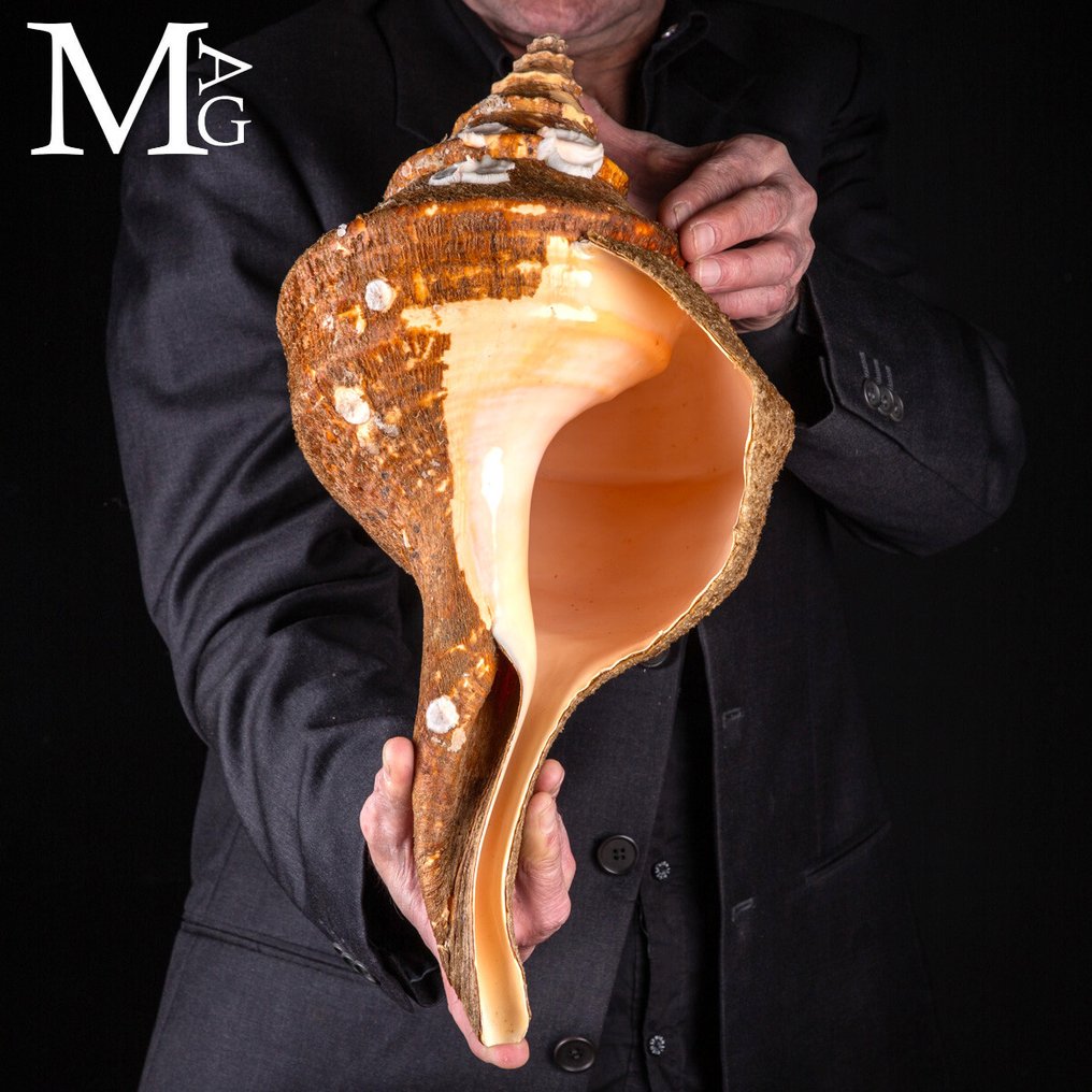 Μέρος του Syrinx Aruanus 461 mm Συρίγξ Αρουάνος με πλήρη Περιοσκραμ - Ύψος: 461 mm - Πλάτος: 229 mm- 2671 g #1.0