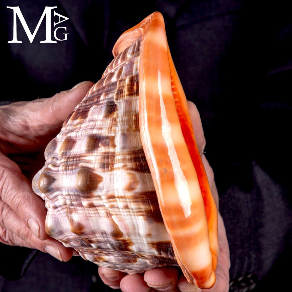 Cypraecassis Rufa: The Exotic Shell for Collectors 164 millimeters - Height: 164 mm - Width: 121 mm- 735 g #4.3