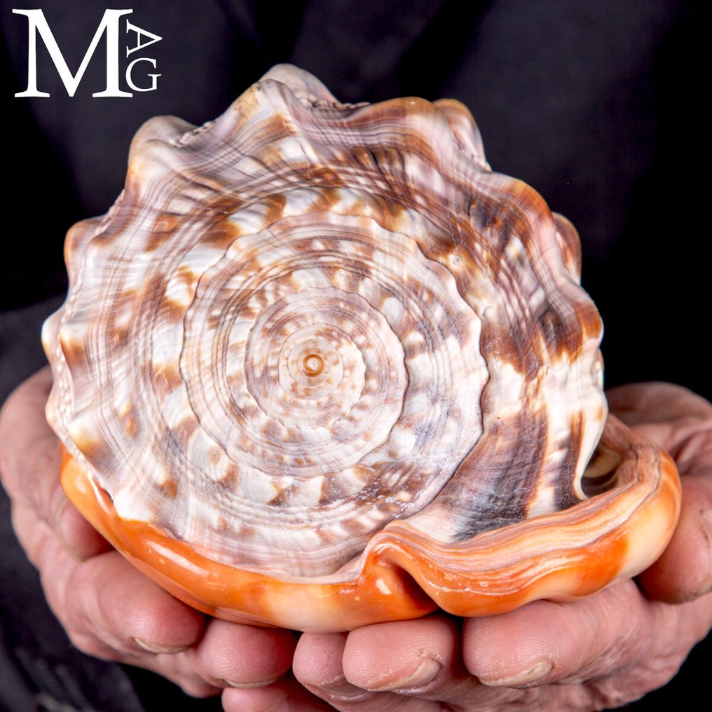 Cypraecassis Rufa: The Exotic Shell for Collectors 164 millimeters - Height: 164 mm - Width: 121 mm- 735 g #3.2