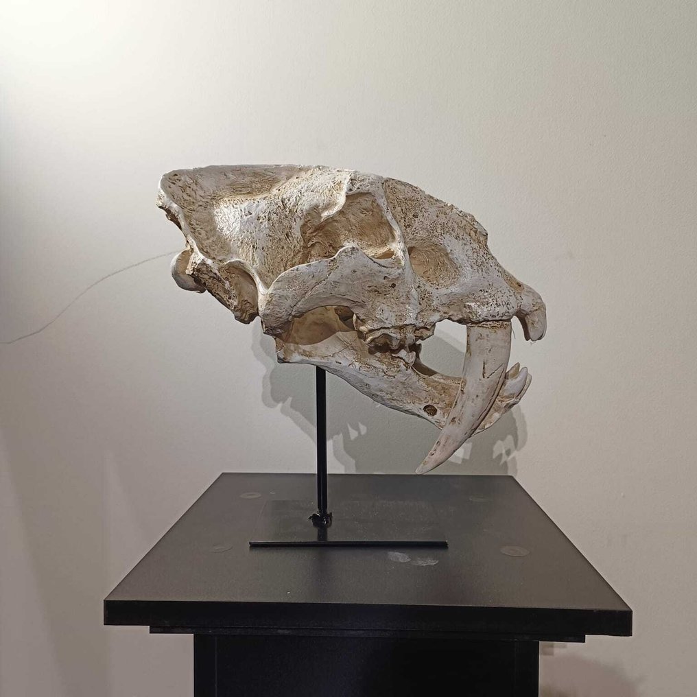 Δεινόσαυρος Κρανίο - REPLICA-T-REX - REPLICA SABELTAND TIJER - SCHEDELS - 30 cm - 25 cm - 15 cm -  (1) #3.2