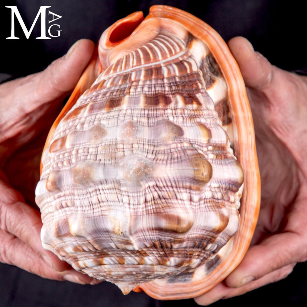 Cypraecassis Rufa: The Exotic Shell for Collectors 164 millimeters - Height: 164 mm - Width: 121 mm- 735 g #2.1