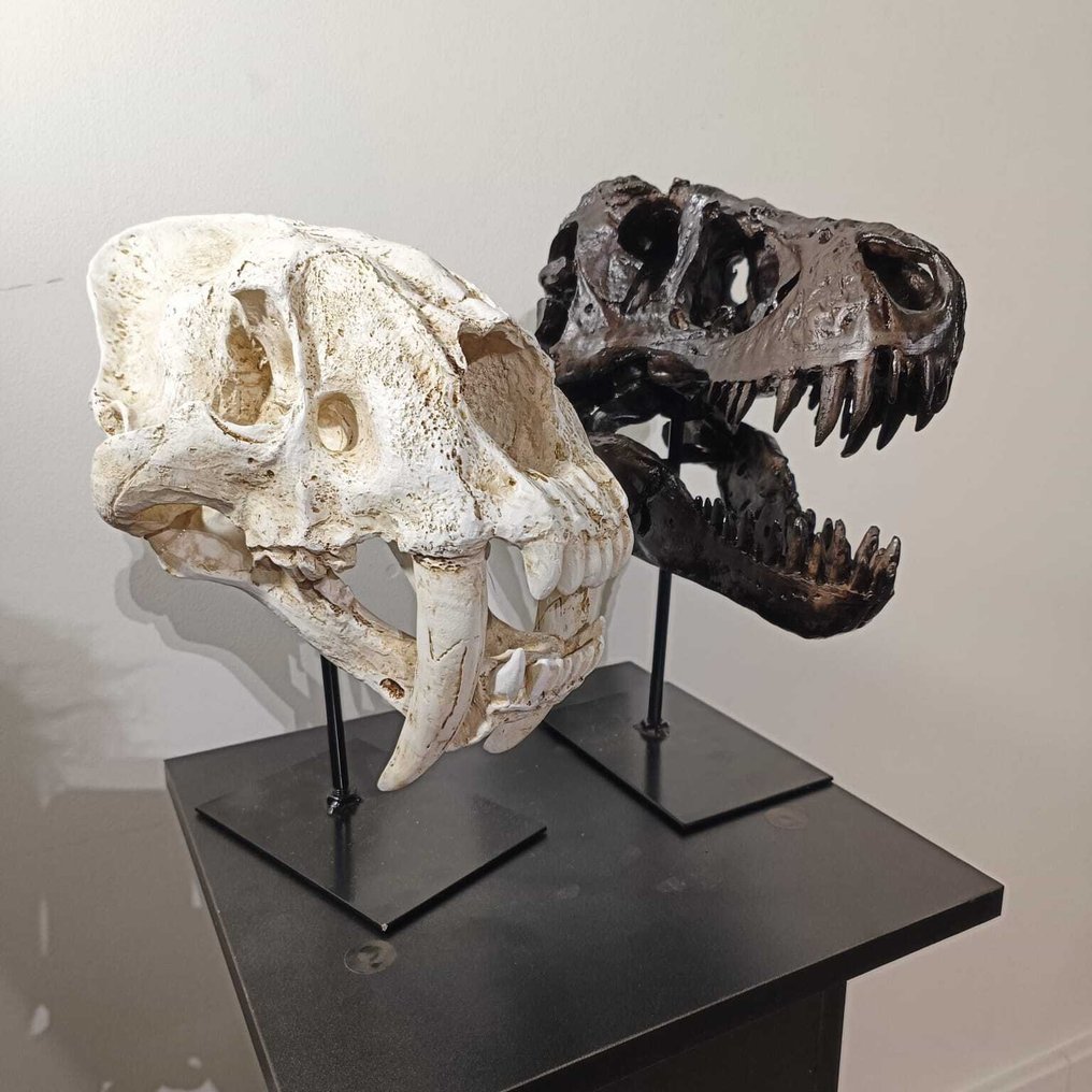 Δεινόσαυρος Κρανίο - REPLICA-T-REX - REPLICA SABELTAND TIJER - SCHEDELS - 30 cm - 25 cm - 15 cm -  (1) #1.0