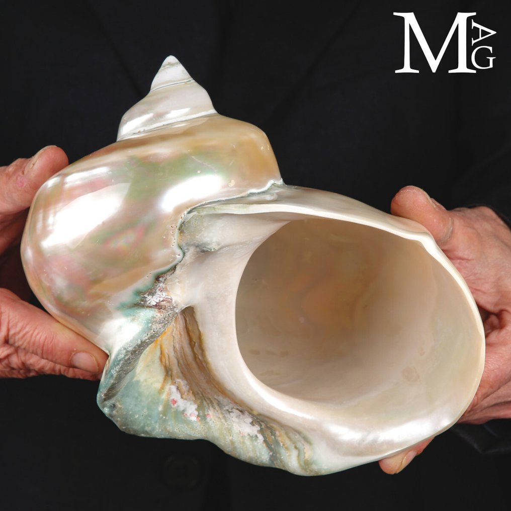 Vortex of Mother-of-Pearl - Collector’s Piece - Turbo Marmoratus – Mirror of Mother-of-Pearl - Tahiti - Height: 199 mm - Width: 183 mm- 912 g #2.1