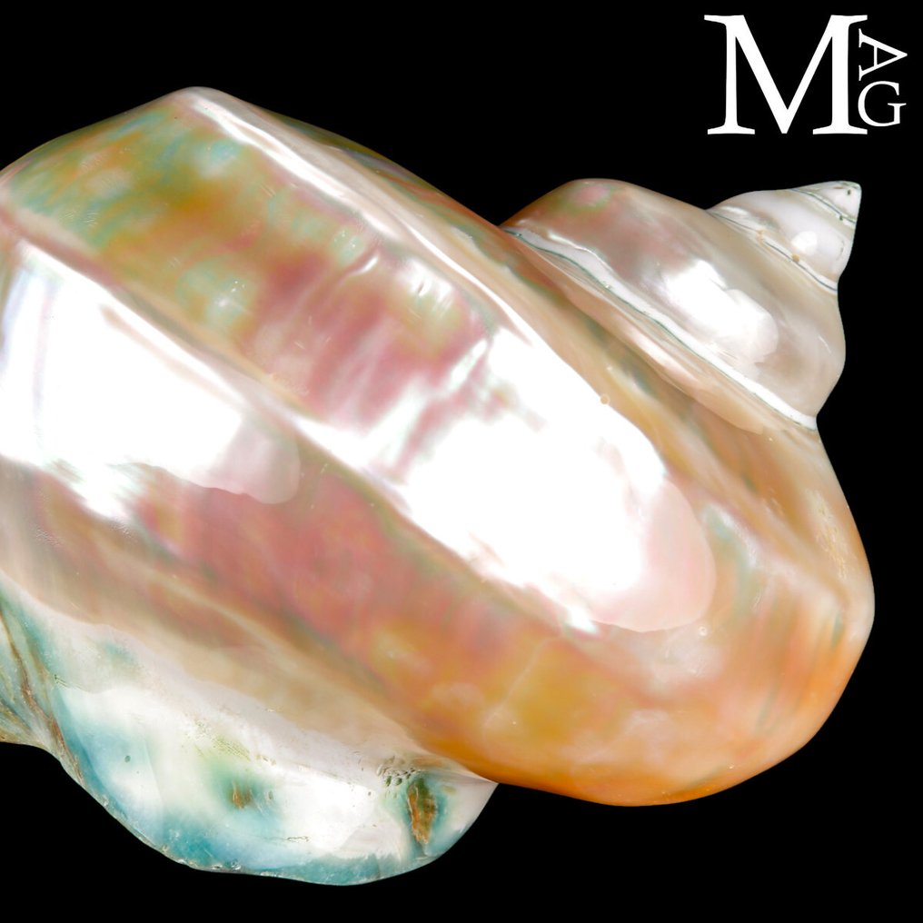 Vortex of Mother-of-Pearl - Collector’s Piece - Turbo Marmoratus – Mirror of Mother-of-Pearl - Tahiti - Height: 199 mm - Width: 183 mm- 912 g #3.2