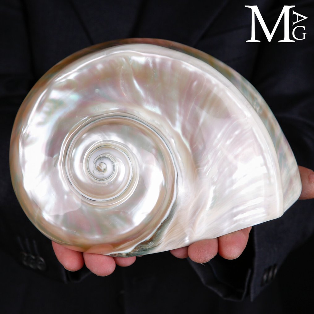 Καρδιά της Ταϊτής - Εξαιρετικά Αριστουργήματα Τούρμπο Μάρμορατους – Σπειροειδές Queen-of-Pearl - Ύψος: 204 mm - Πλάτος: 199 mm- 1082 g #1.0